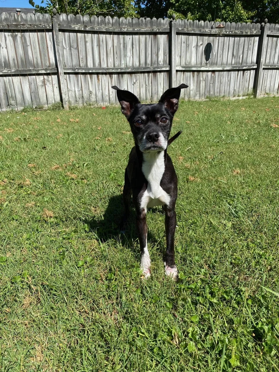 Lost dog in Murfreesboro, TN, 37128