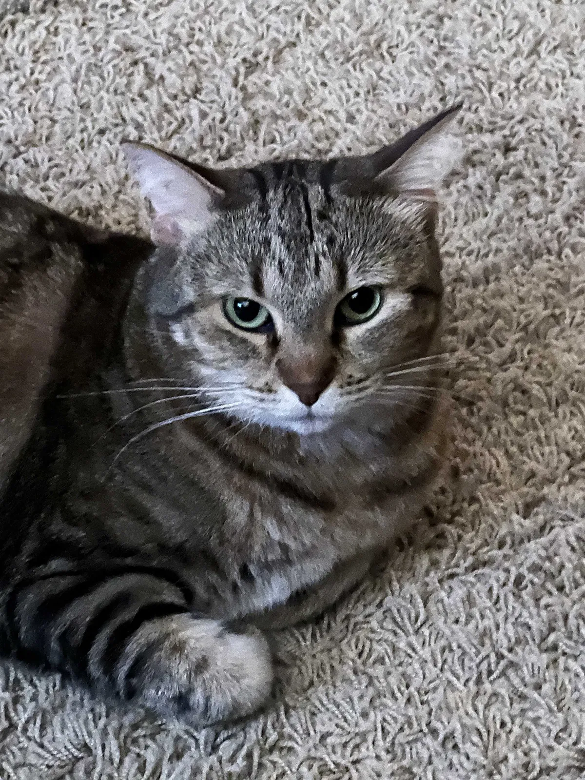 Lost cat in Scottsdale, AZ, 85254