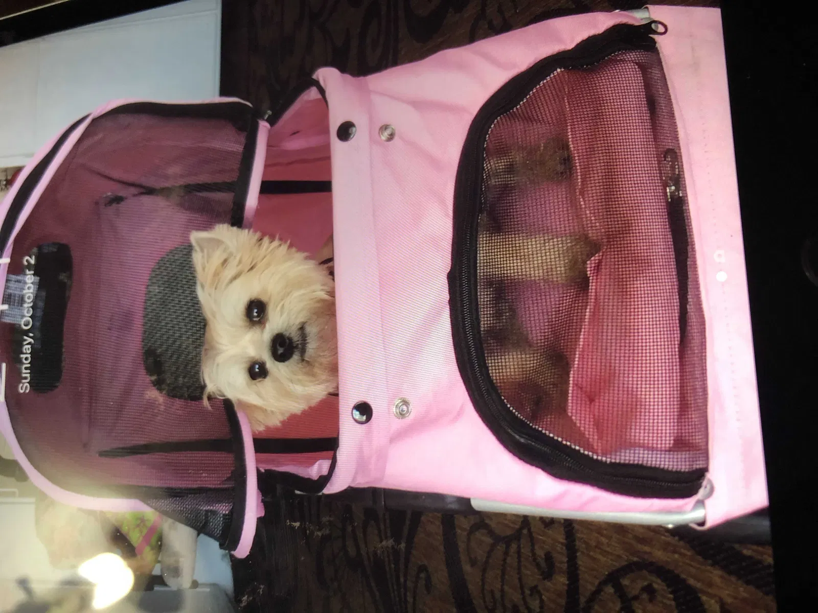Lost dog in Sun City Center, FL, 33573