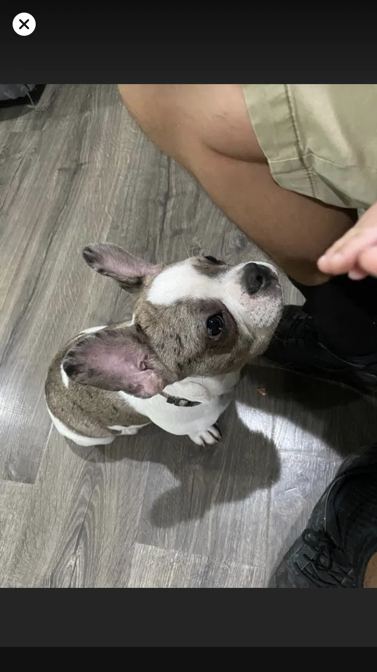Lost dog in Palmdale, CA, 93550