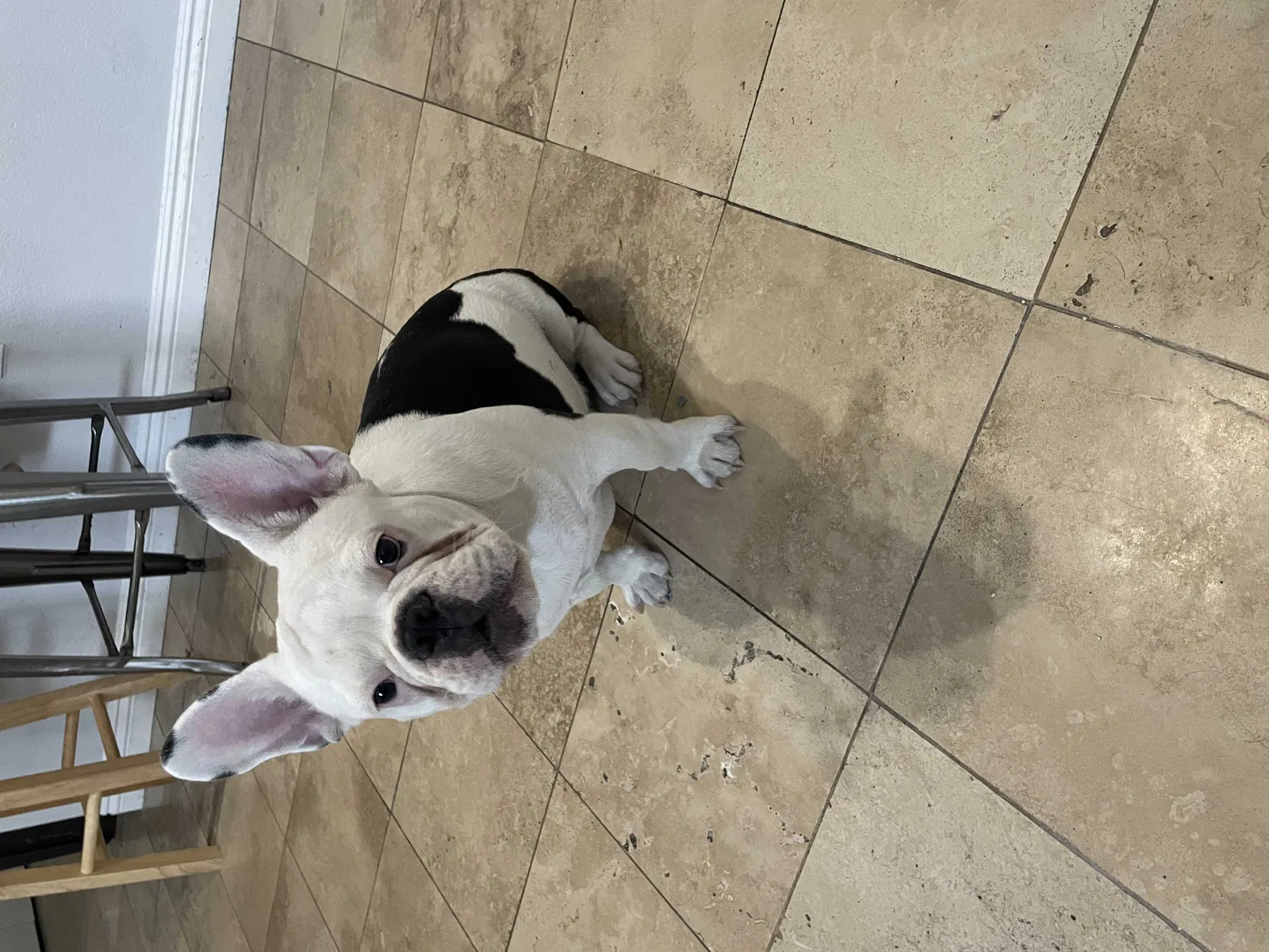 Lost dog in Las Vegas, NV, 89108