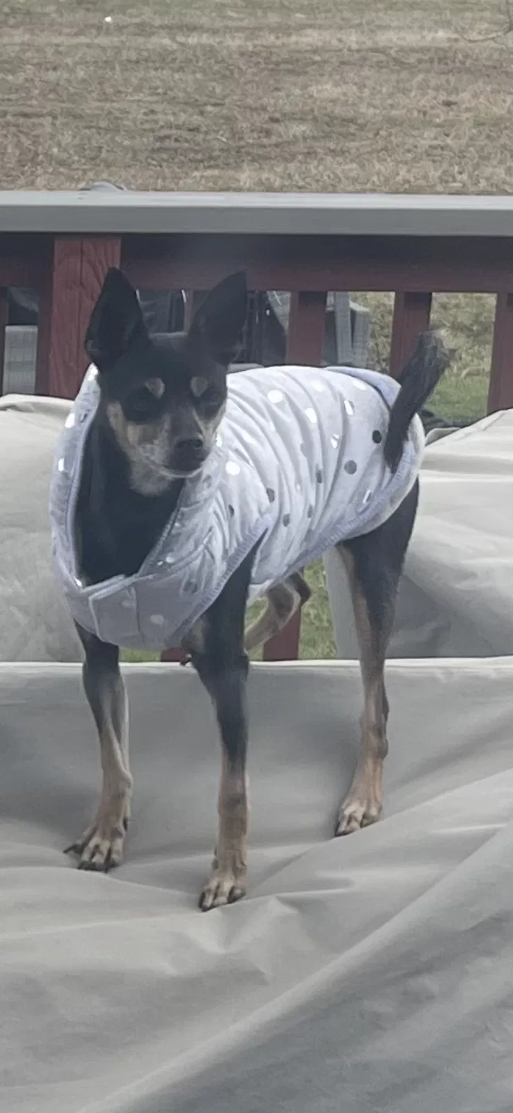 Lost dog in University Park, IL, 60484