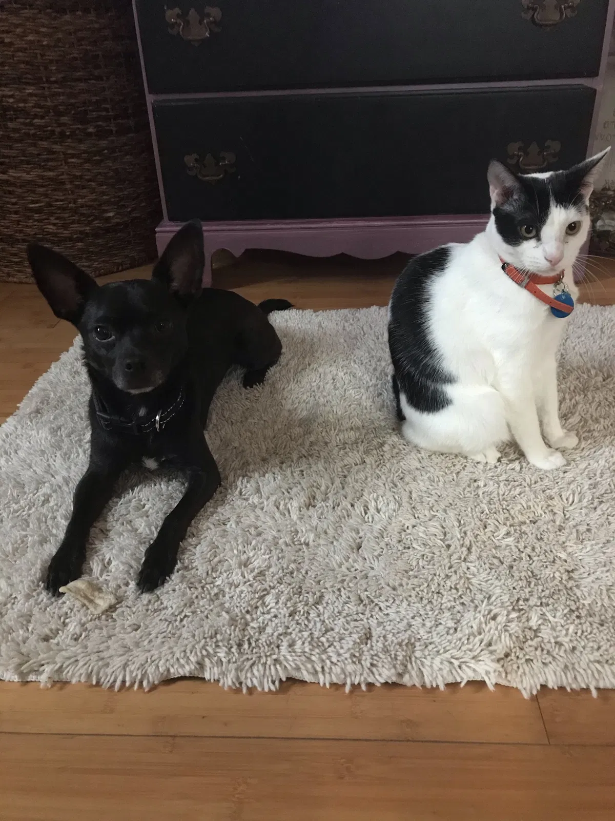 Lost cat in New Orleans, LA, 70119