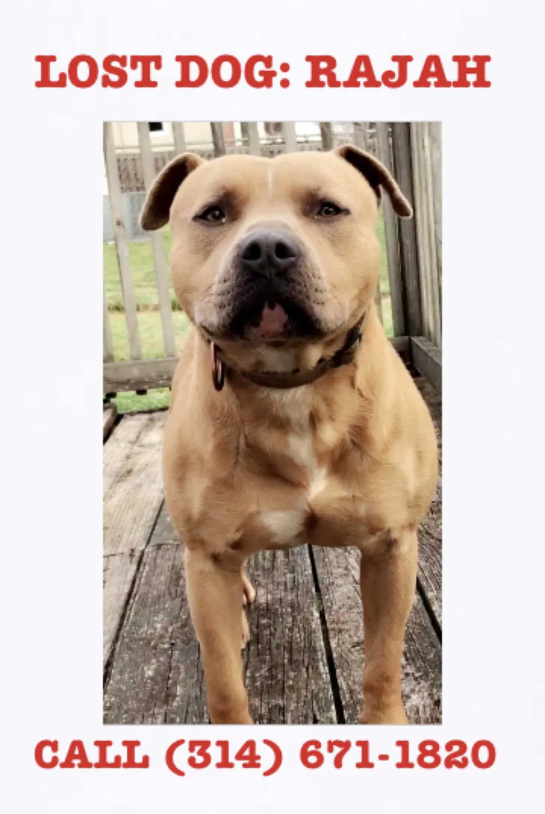 Lost dog in Saint Louis, MO, 63111