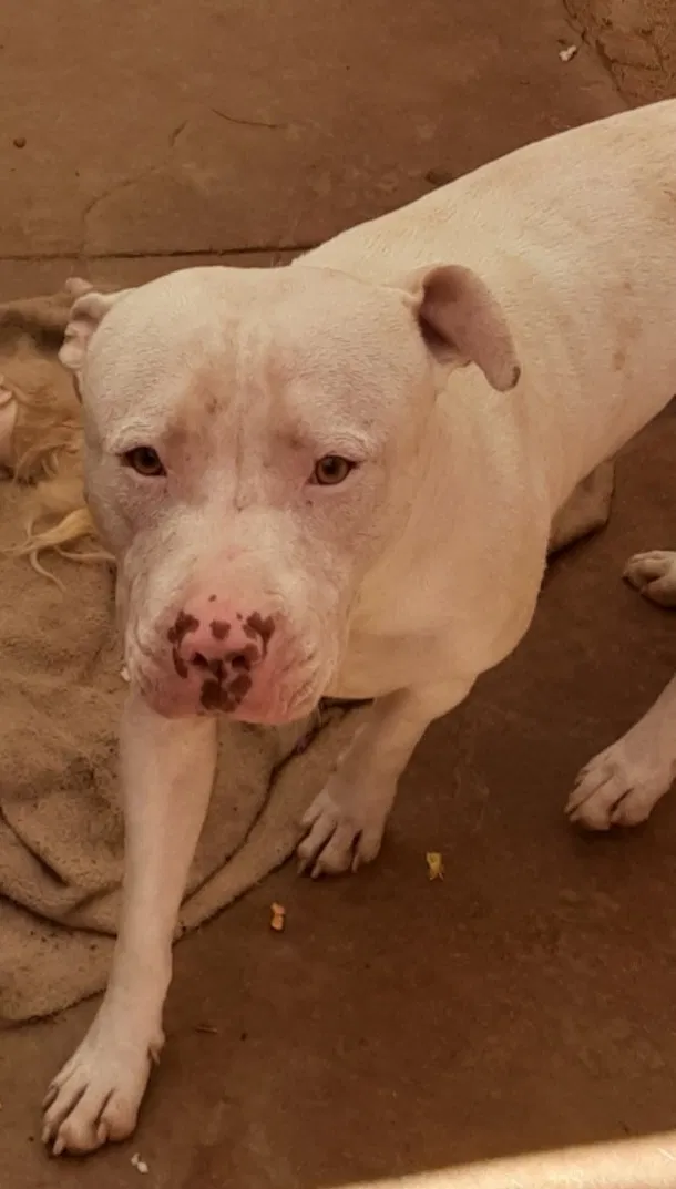 Lost dog in Moreno Valley, CA, 92555