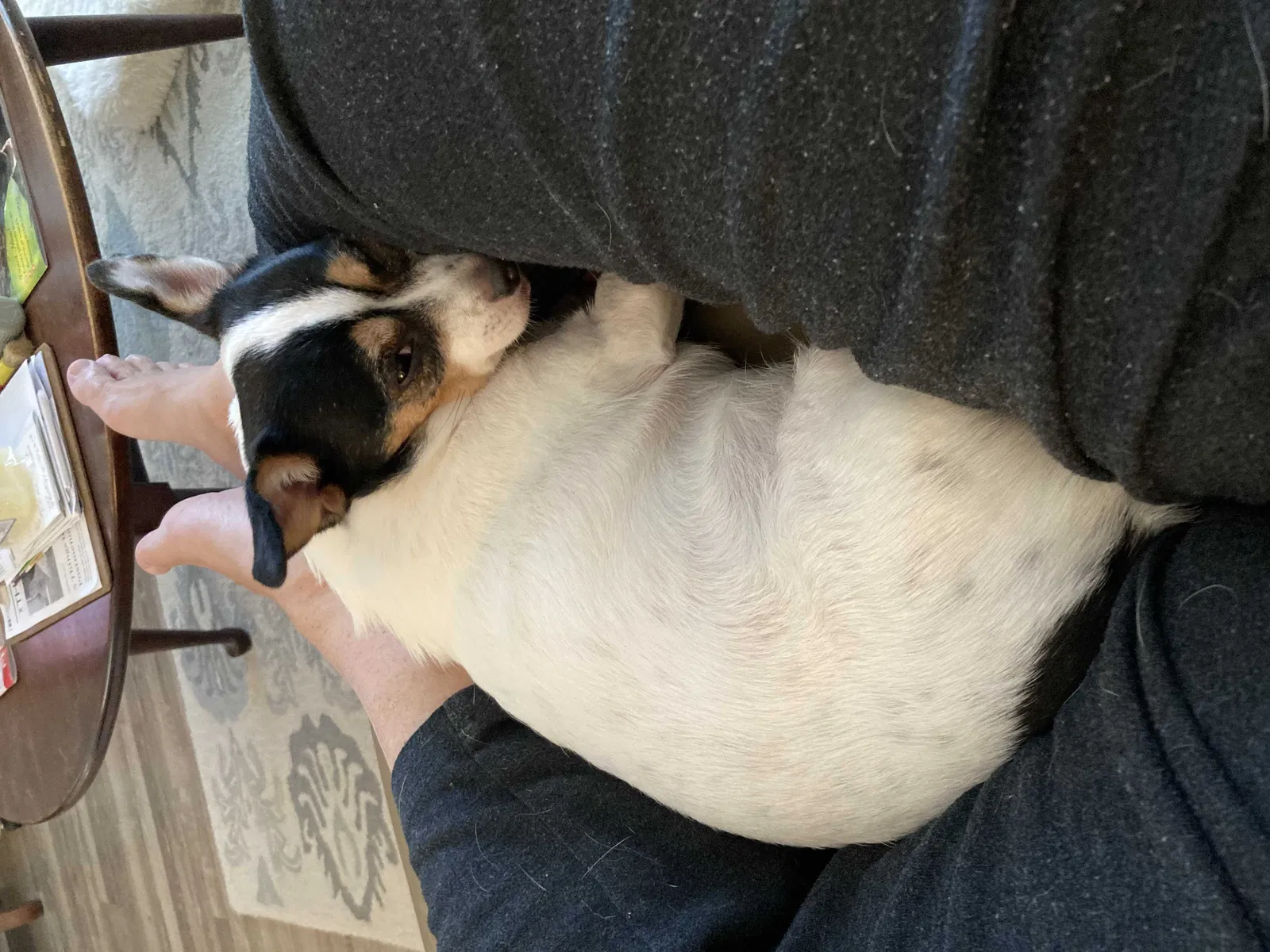 Lost dog in Atlanta, GA, 30354