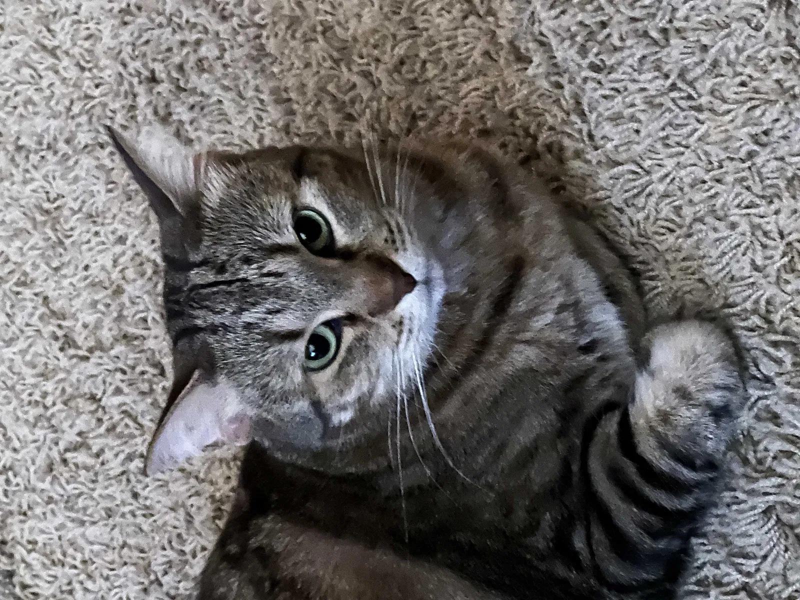 Lost cat in Scottsdale, AZ, 85254