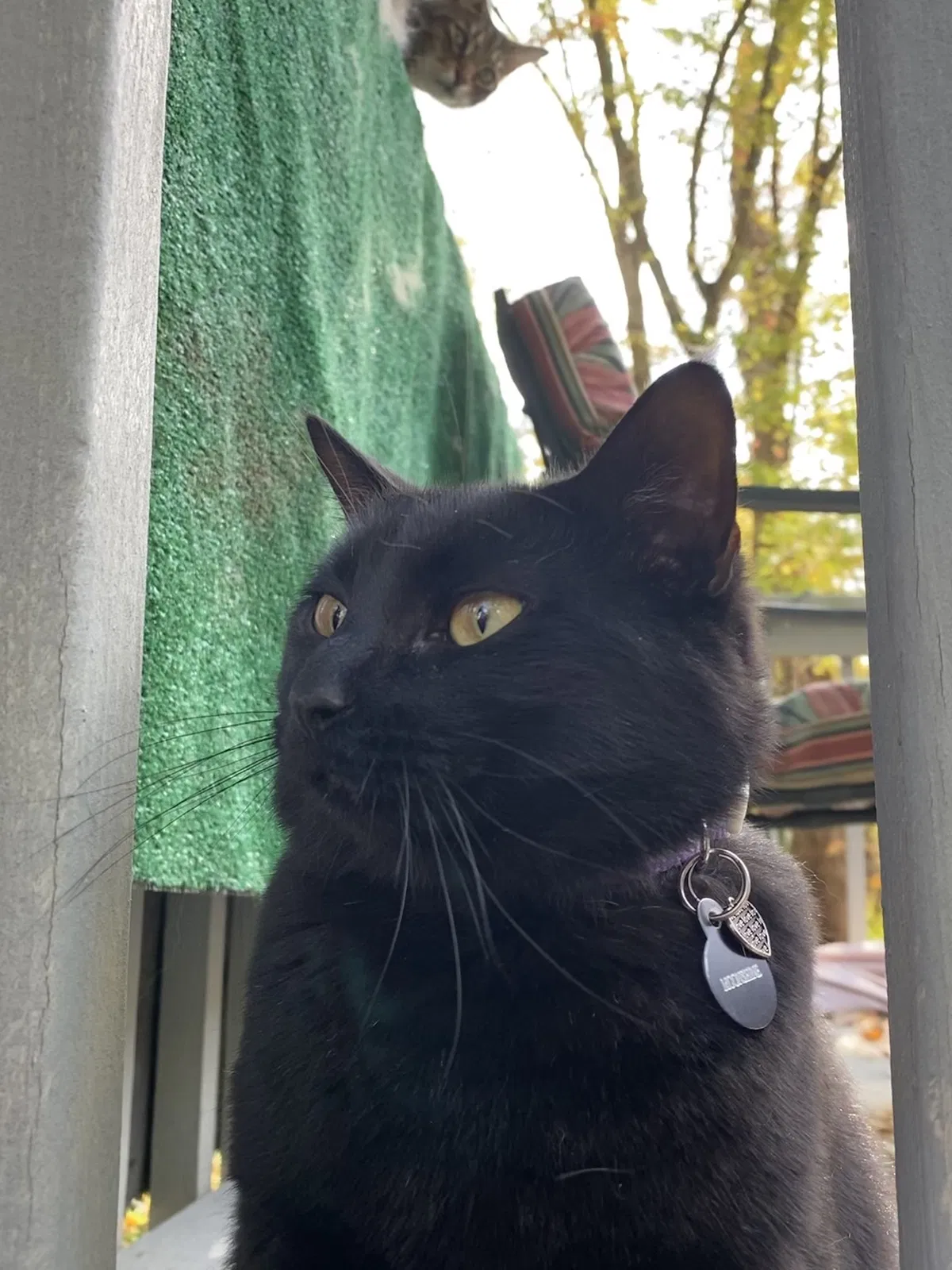 Lost cat in Knoxville, TN, 37914