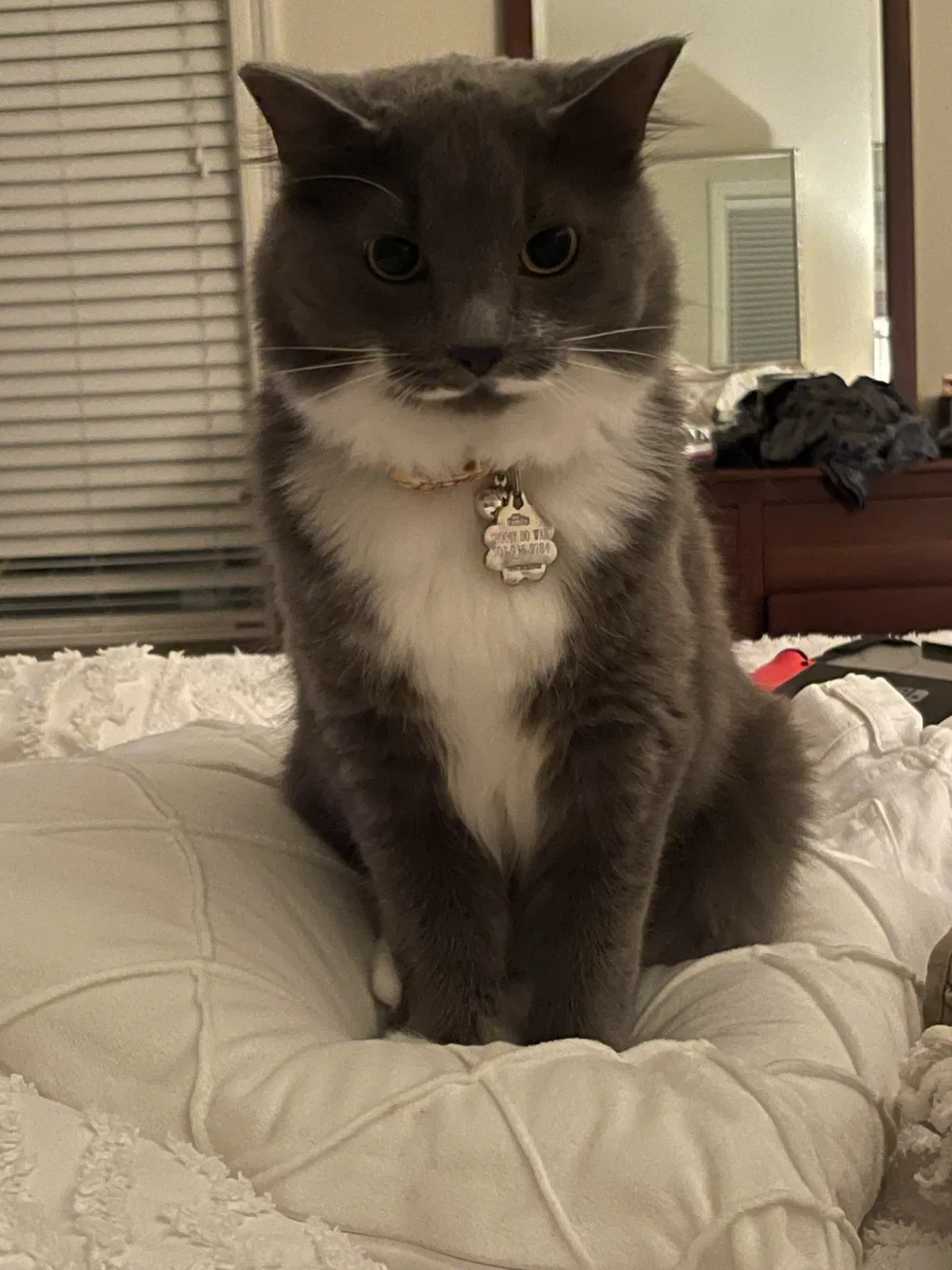 Lost cat in Mandeville, LA, 70471