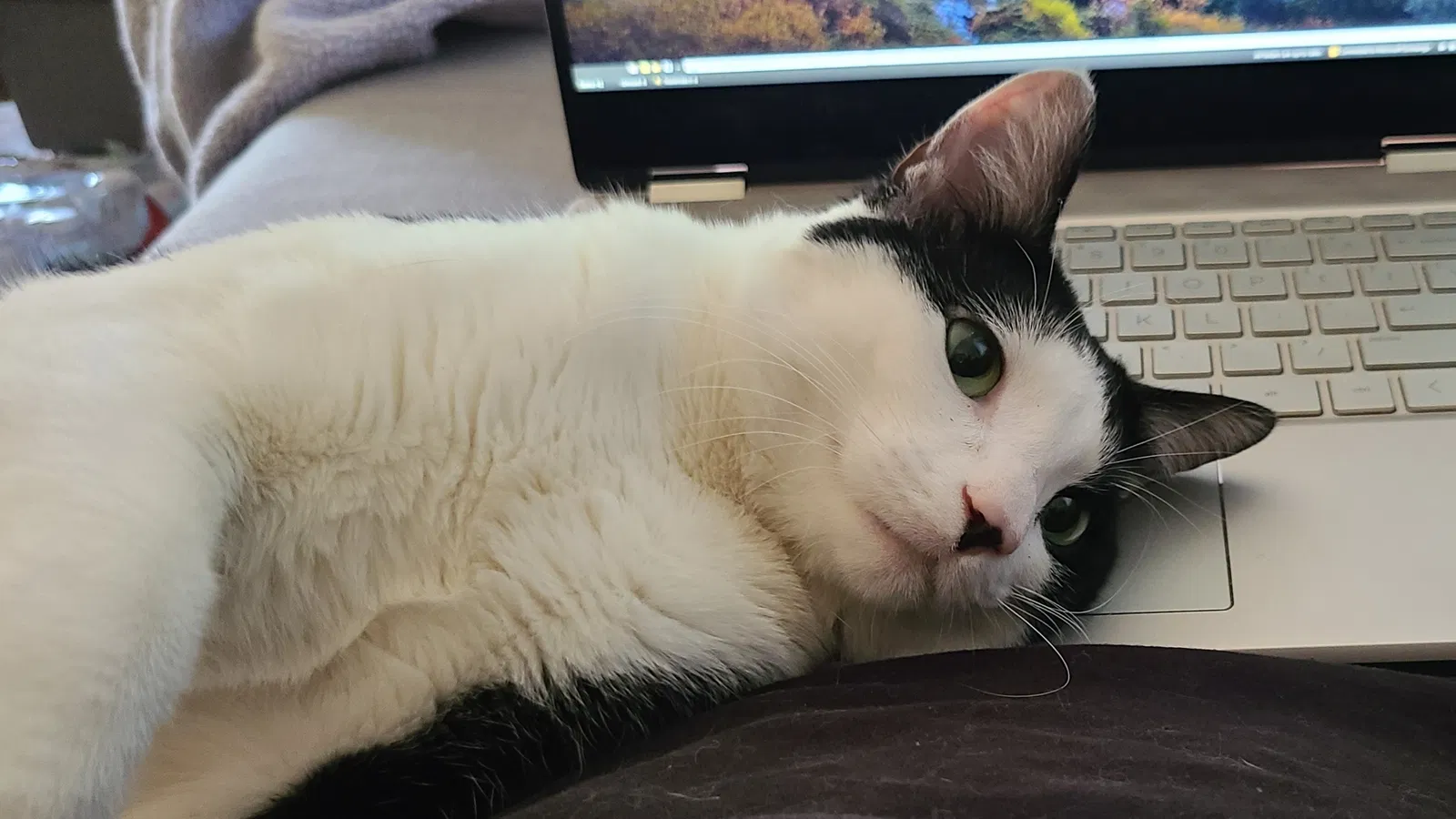 Lost cat in Salt Lake City, UT, 84116
