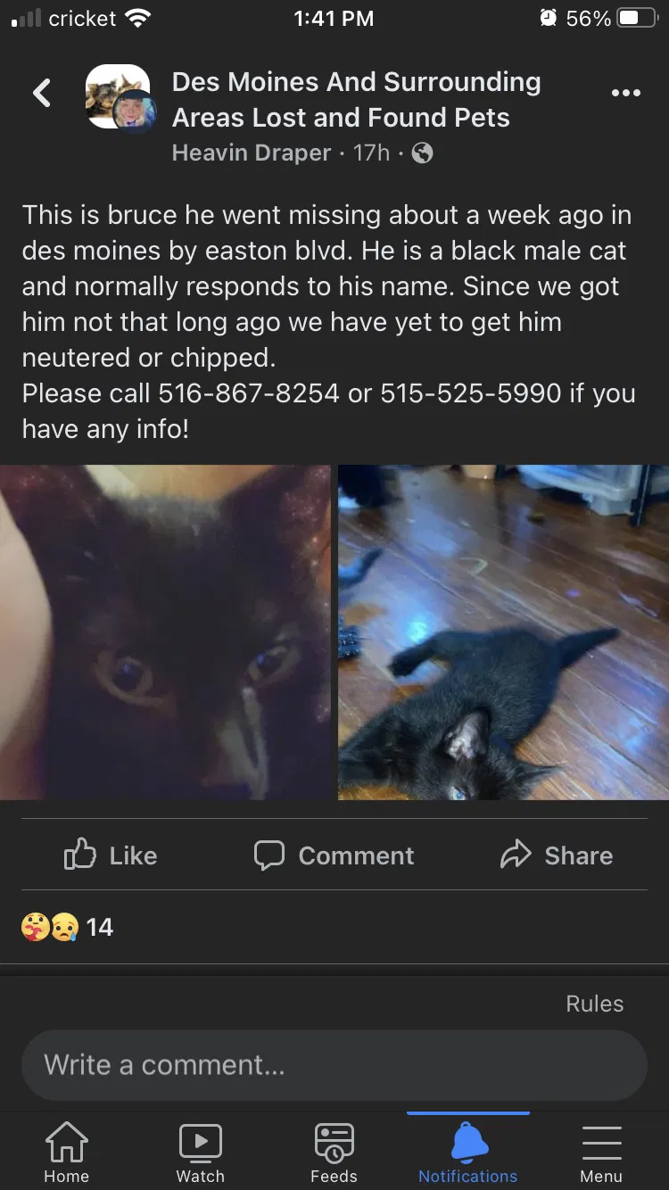Lost cat in Des Moines, IA, 50317