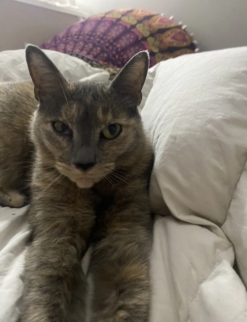 Lost cat in Mechanicsville, VA, 23111