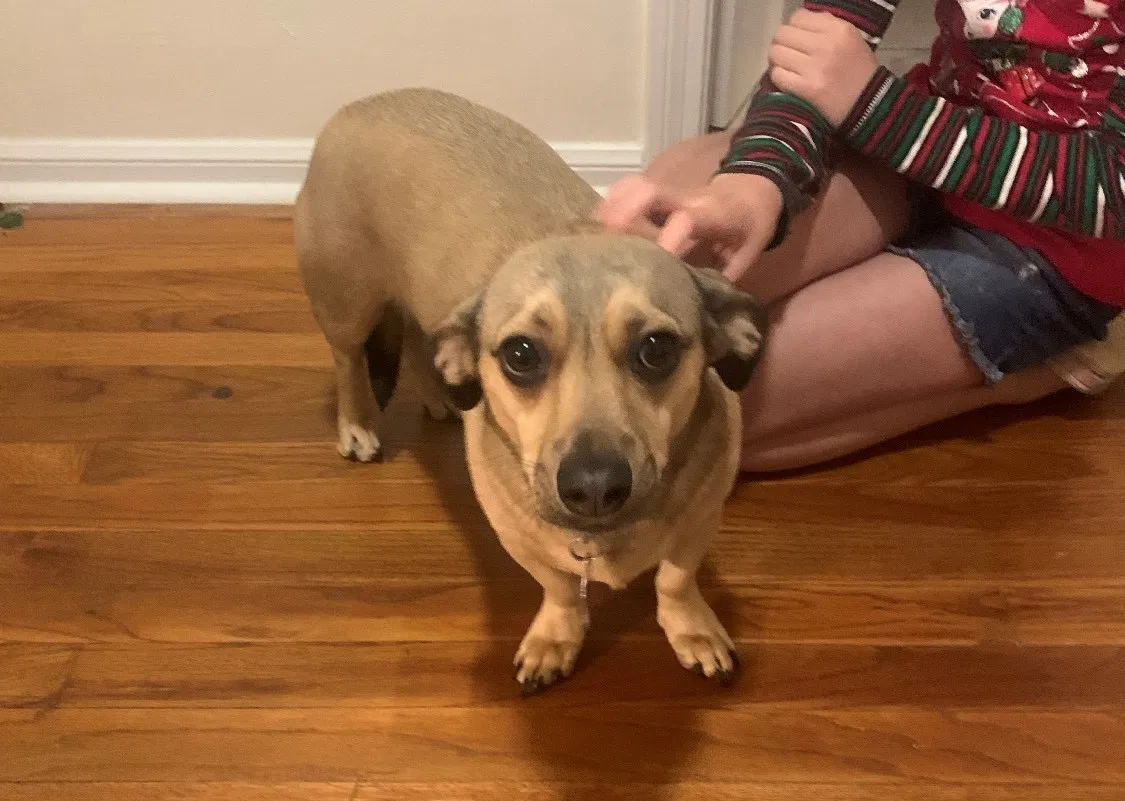 Lost dog in Pensacola, FL, 32504