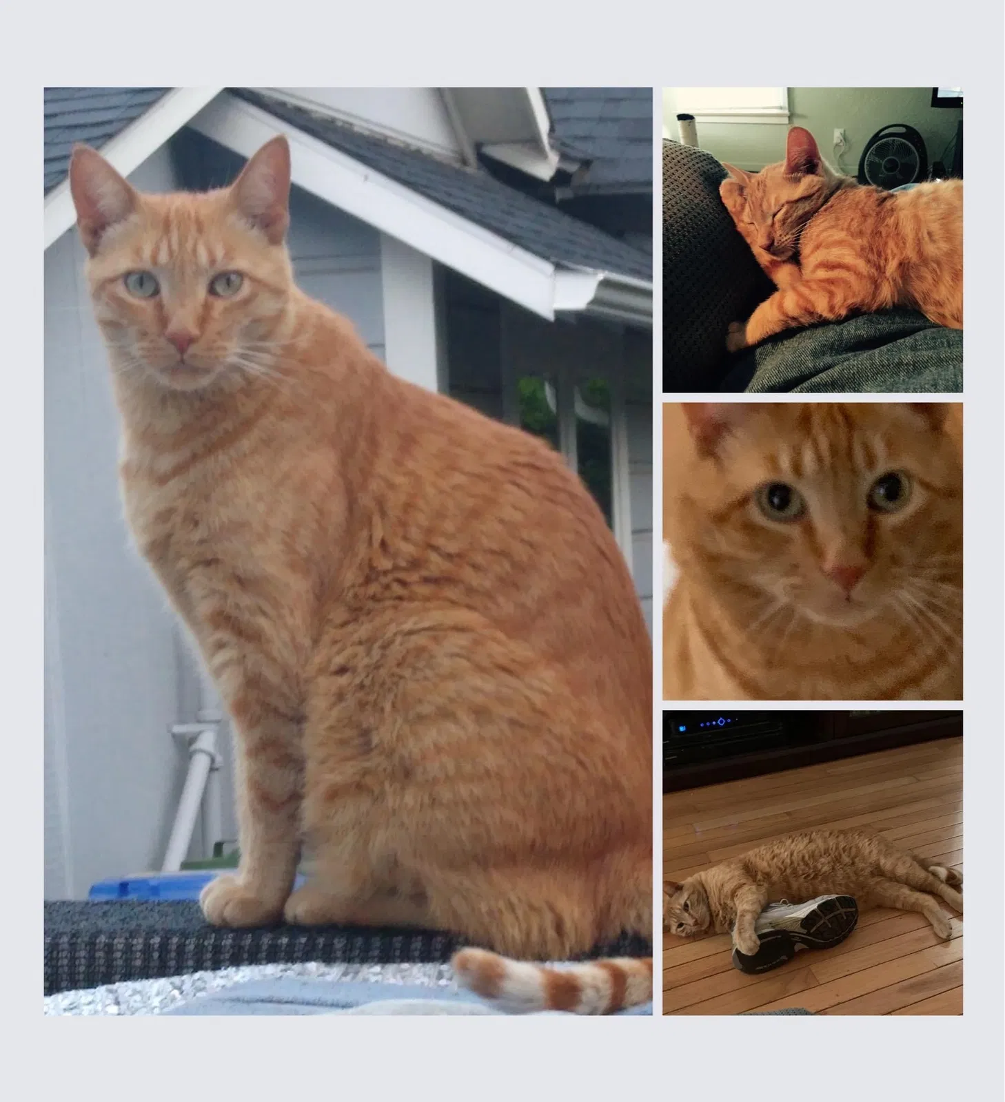 Lost cat in Salem, OR, 97301