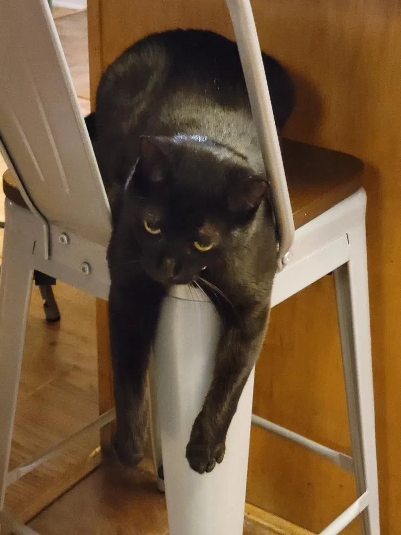 Lost cat in Pensacola, FL, 32506