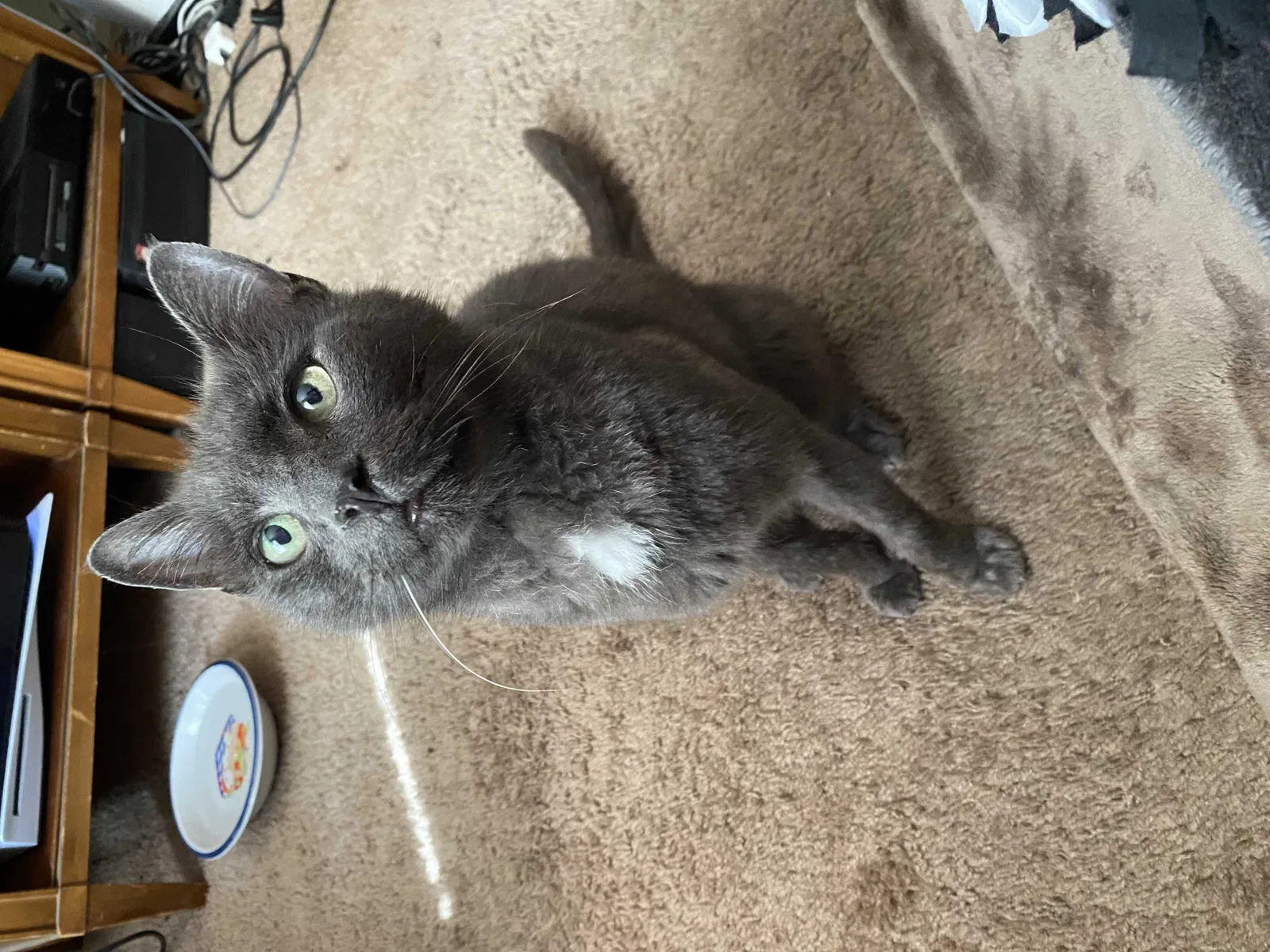 Lost cat in Wilsonville, OR, 97070
