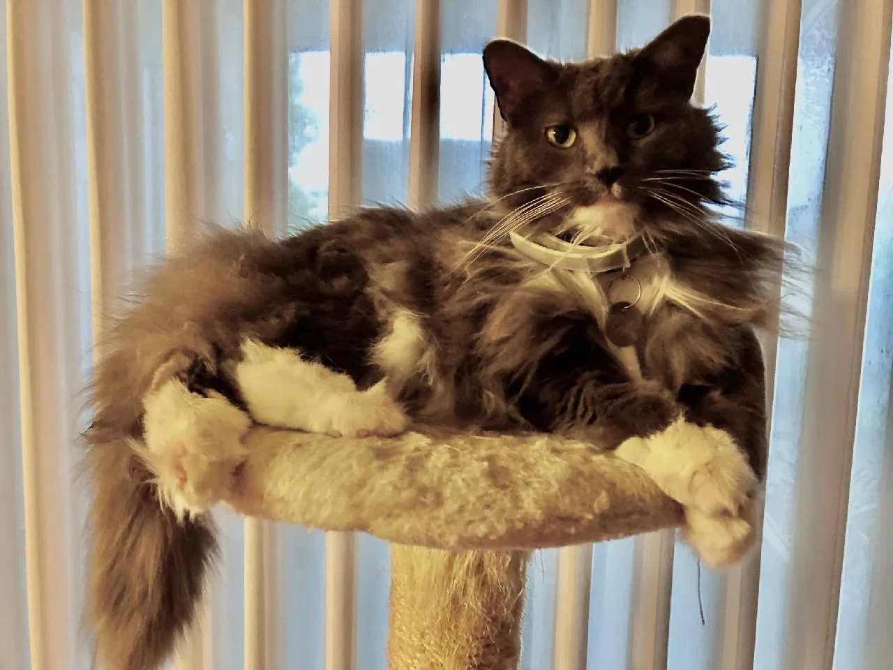 Lost cat in Merritt Island, FL, 32952