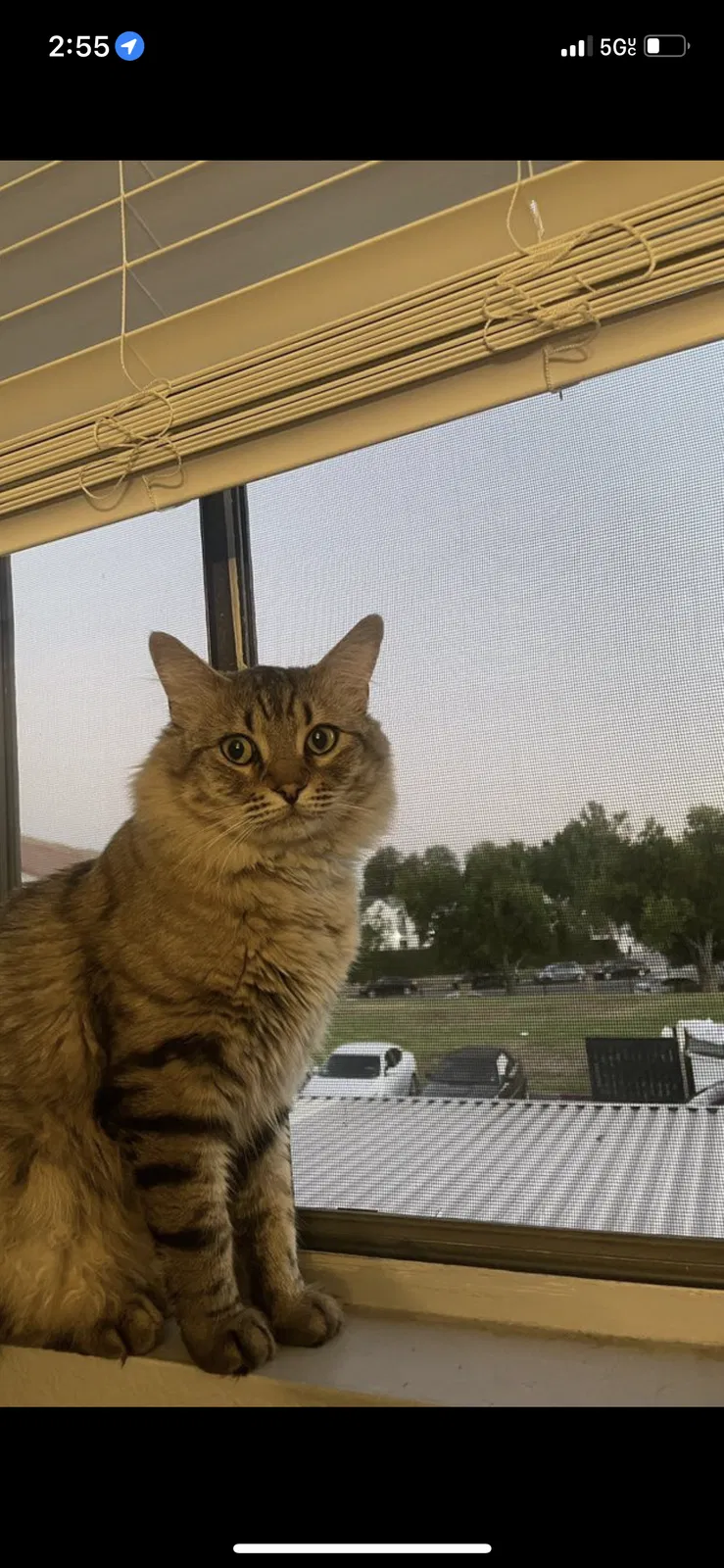 Lost cat in Amarillo, TX, 79103