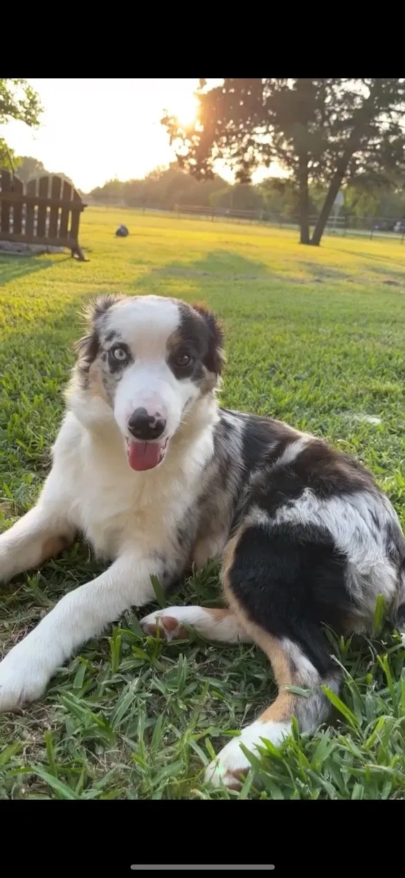 Lost dog in Houston, TX, 77084