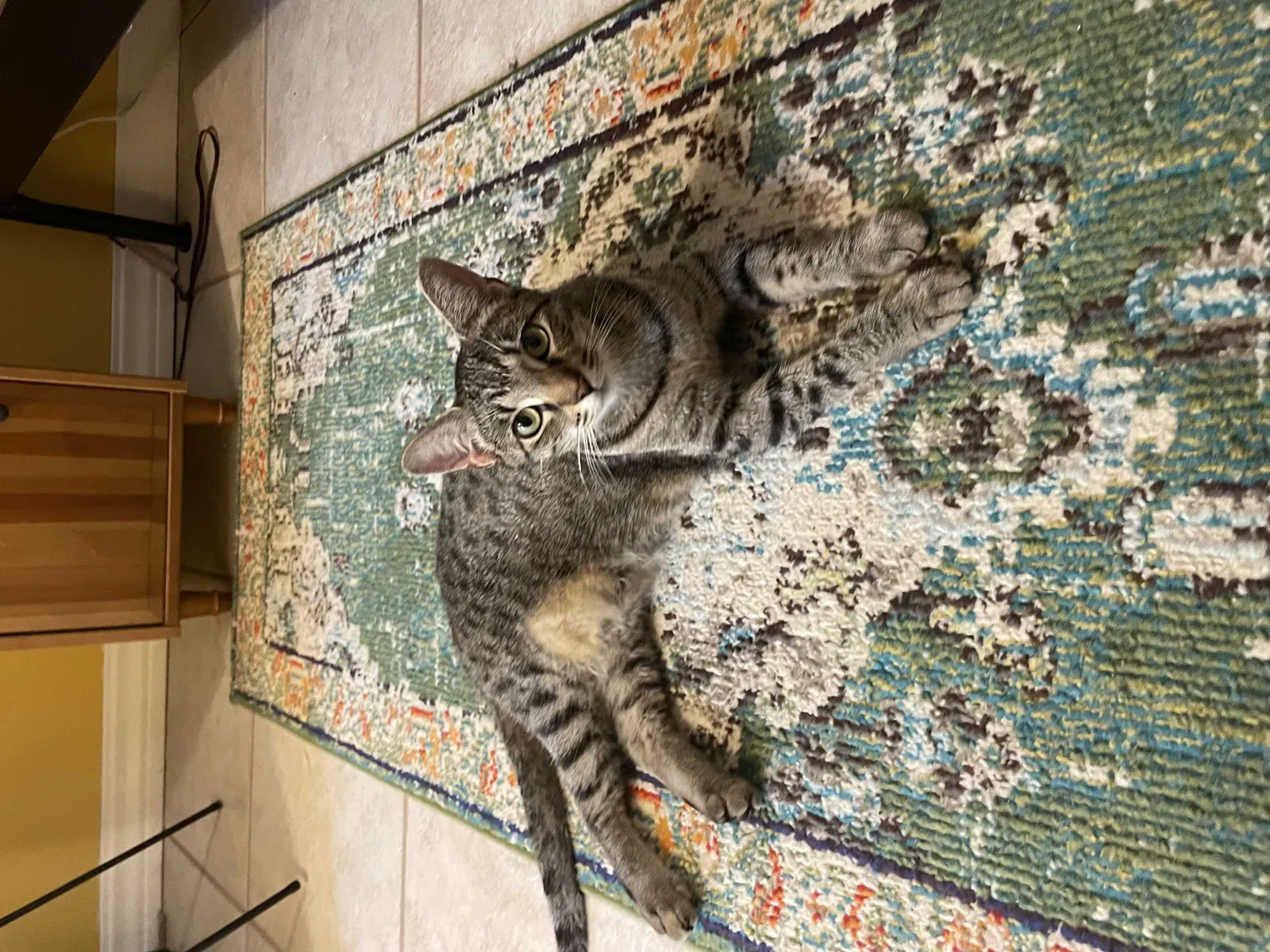 Lost cat in Merritt Island, FL, 32952
