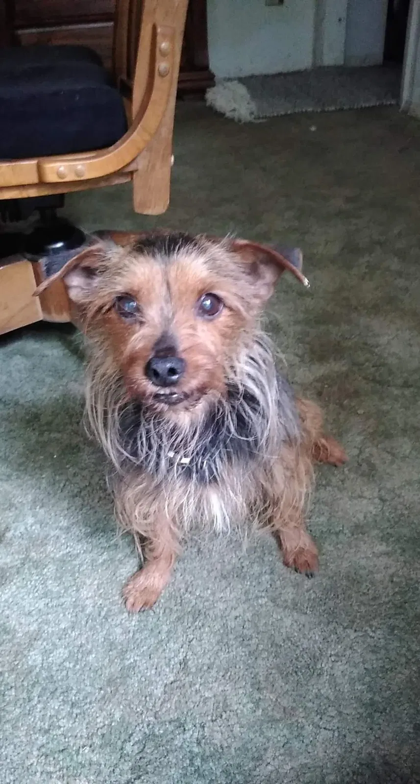 Lost dog in White Haven, PA, 18661