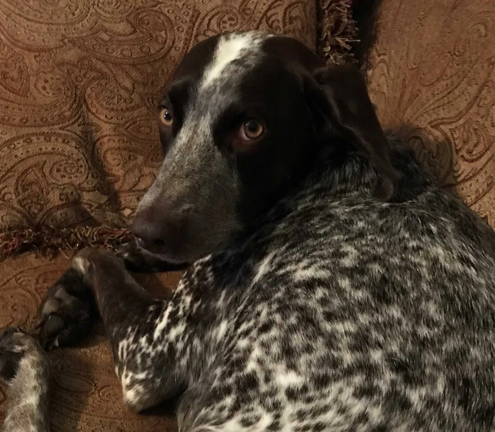 Lost dog in Fayetteville, NC, 28303