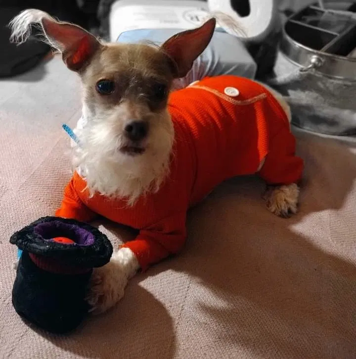 Lost dog in Belleville, MI, 48111