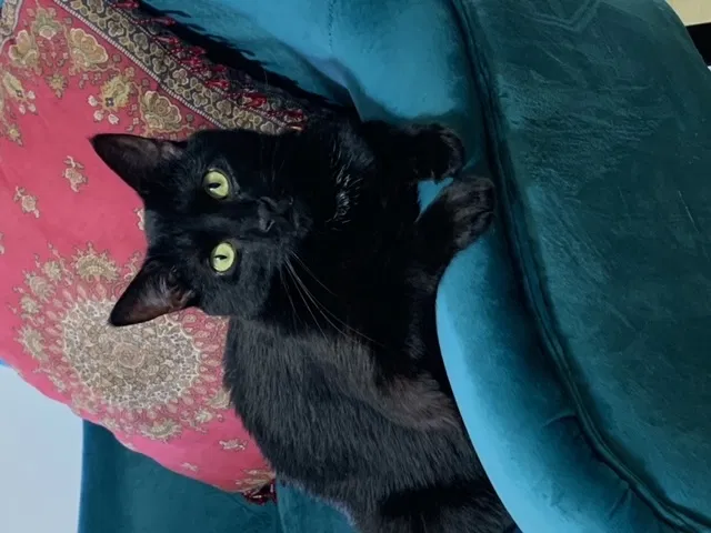 Lost cat in Richmond, VA, 23221