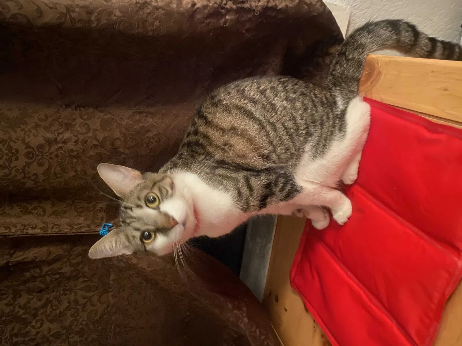 Lost cat in Colton, CA, 92324
