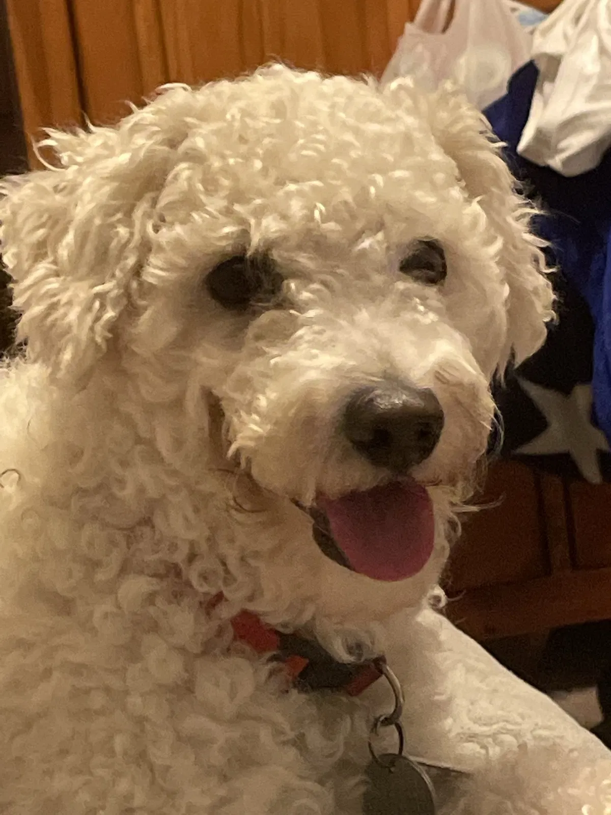 Lost dog in Charlotte, NC, 28215