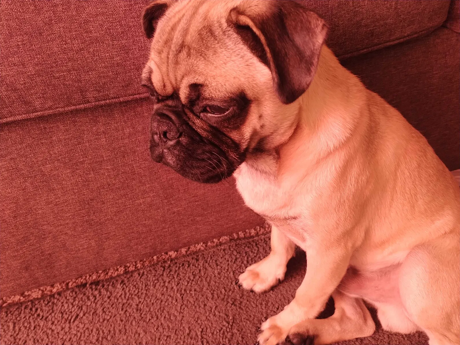 Lost dog in Sunnyvale, CA, 94087