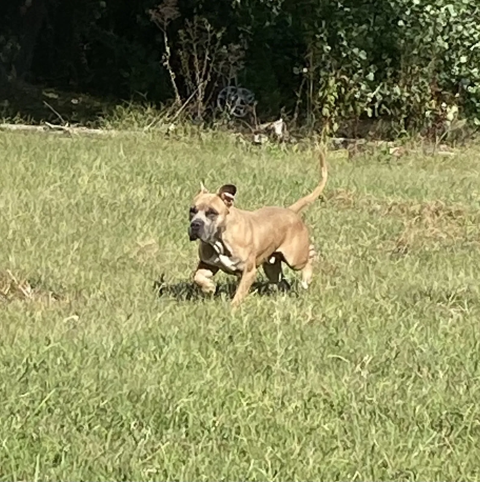 Found dog in Medon, TN, 38356