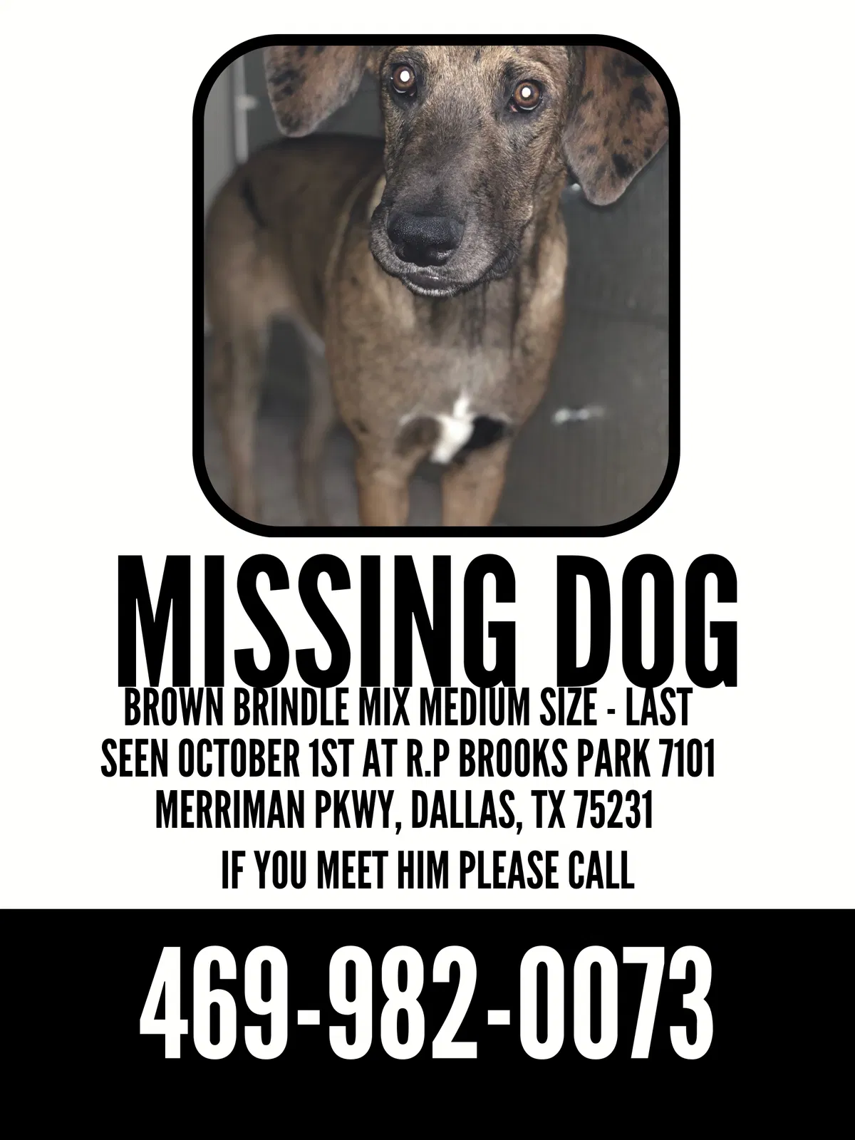 Lost dog in Dallas, TX, 75231