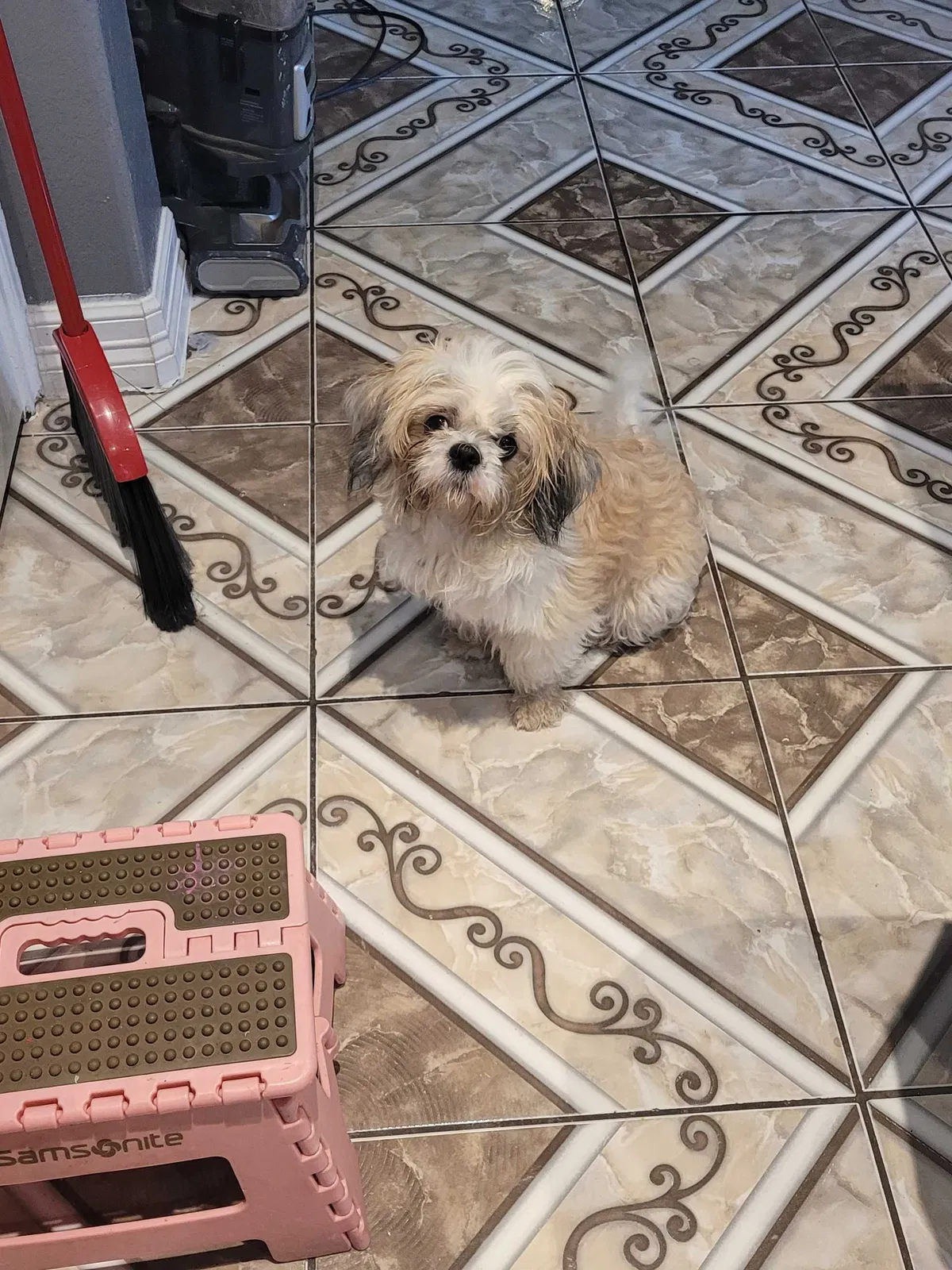 Lost dog in Houston, TX, 77075