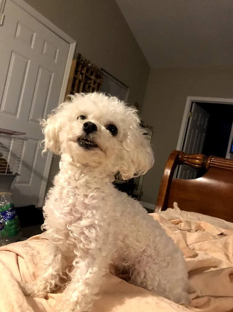 Lost dog in Hinesville, GA, 31313