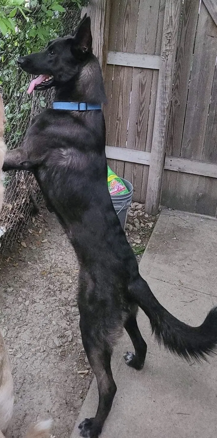 Lost dog in Dallas, TX, 75211