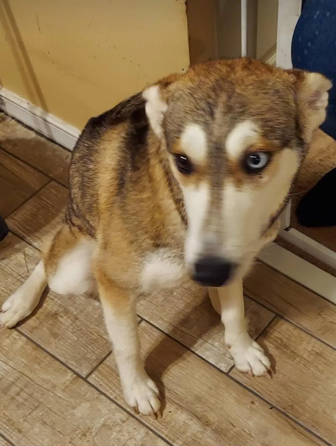 Lost dog in Henrico, VA, 23228
