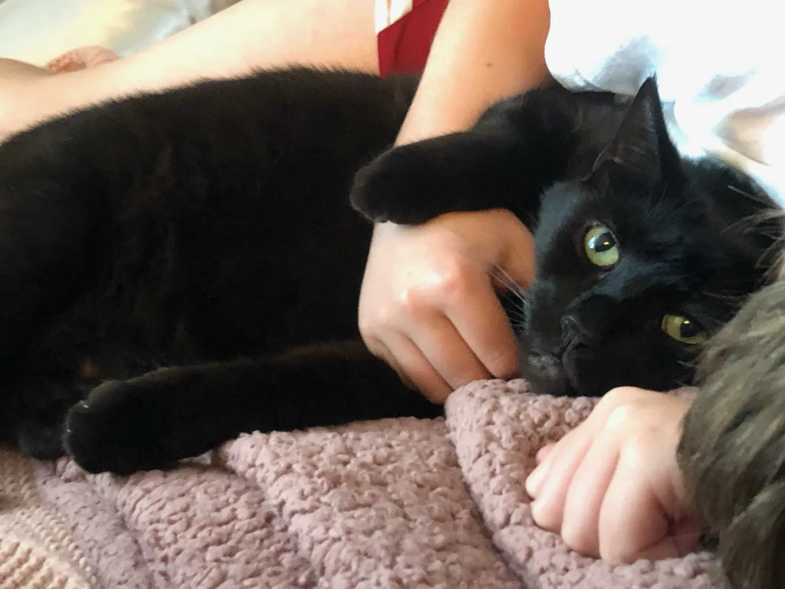 Lost cat in Portland, OR, 97201