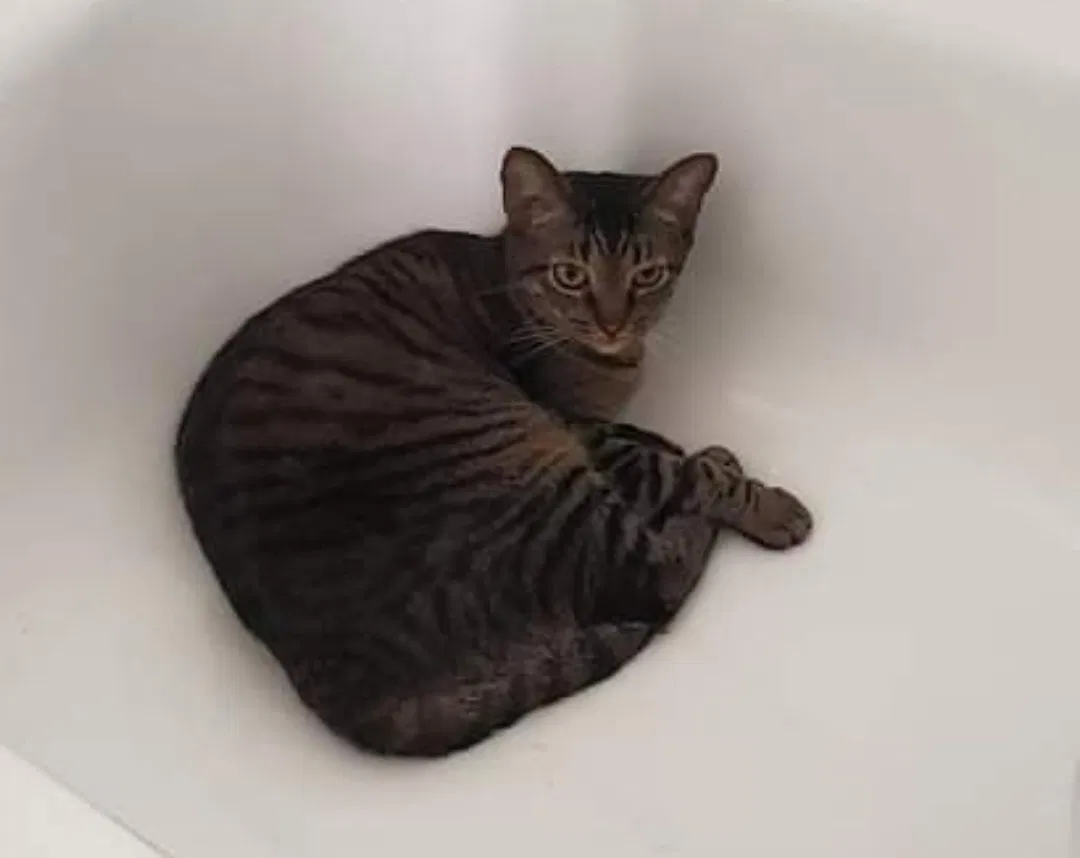 Lost cat in Jacksonville, FL, 32256
