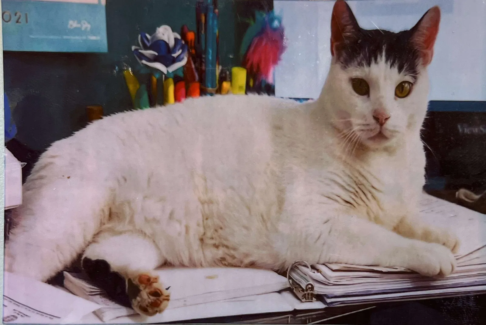Lost cat in Mableton, GA, 30126