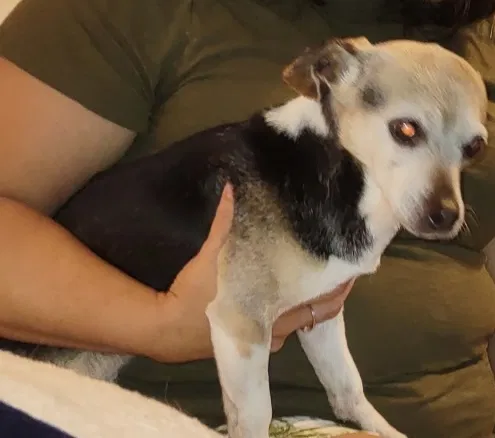 Lost dog in Landis, NC, 28088