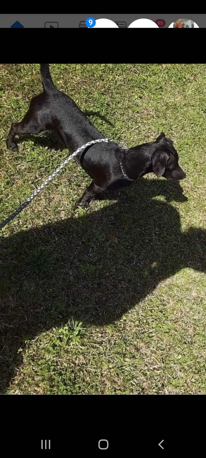 Lost dog in Tupelo, MS, 38804