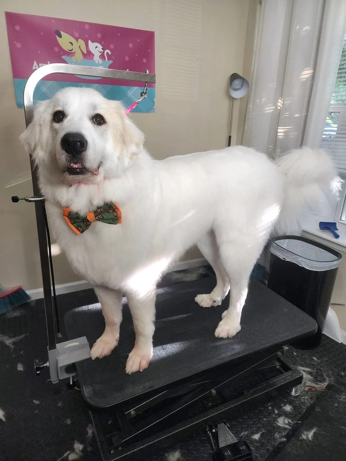 Lost dog in Newport News, VA, 23601