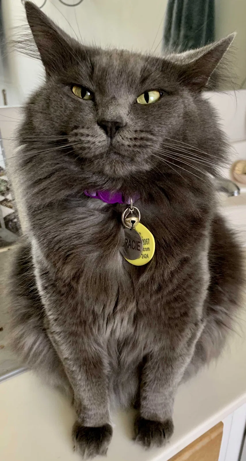 Lost cat in Fayetteville, NC, 28306