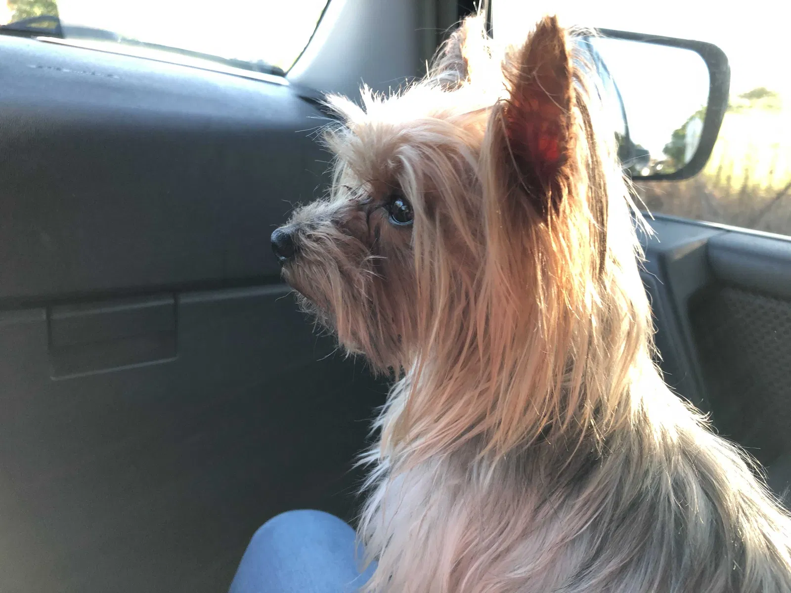 Lost dog in Pasadena, TX, 77502