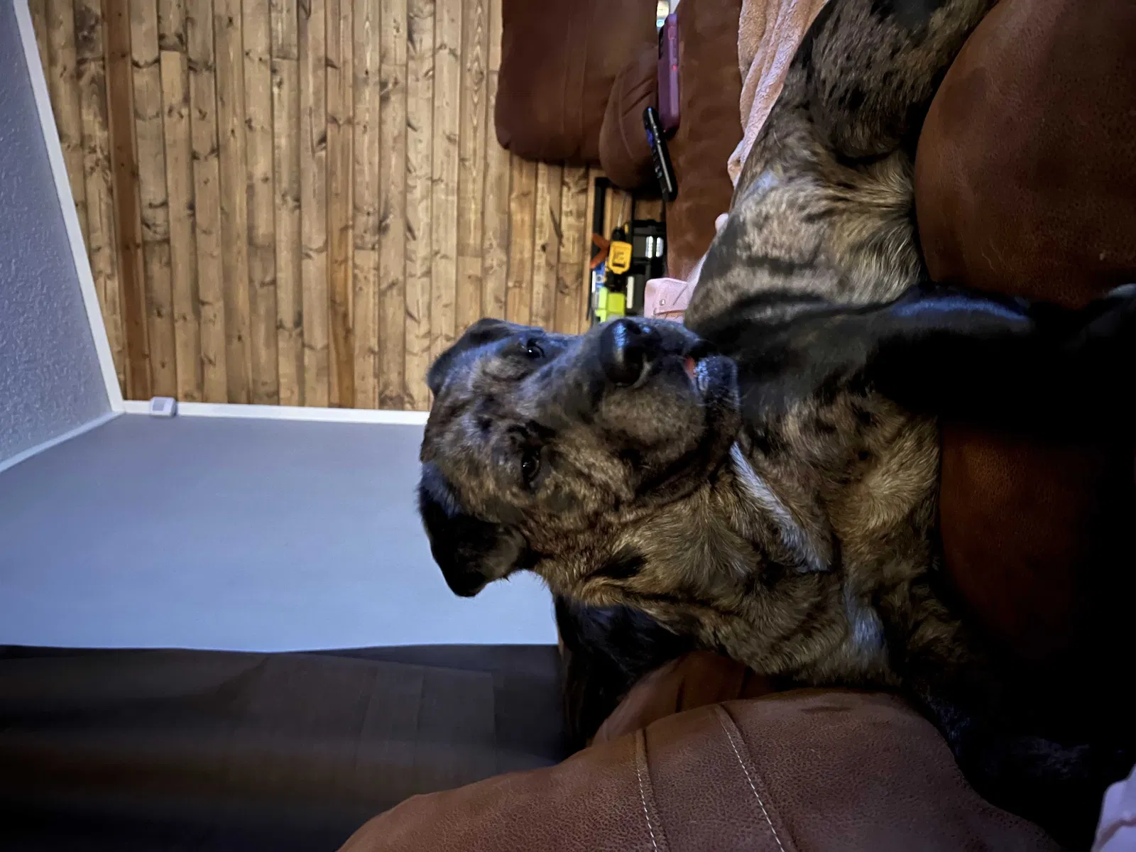 Lost dog in Colorado Springs, CO, 80951