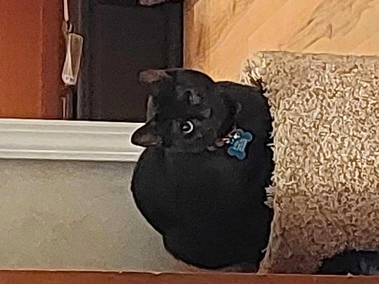Lost cat in Gainesville, GA, 30501
