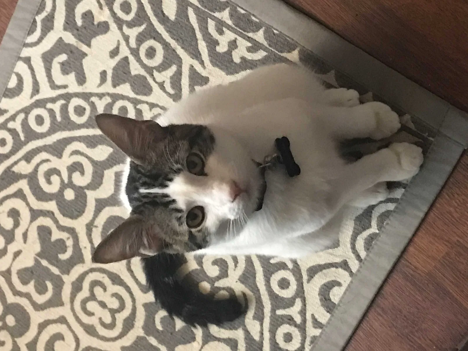 Lost cat in Happy Valley, OR, 97086