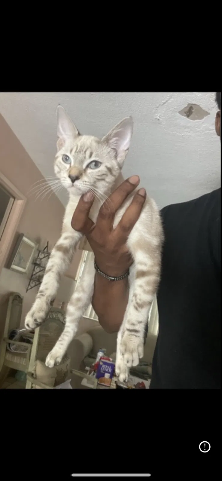 Lost cat in Hollywood, FL, 33021