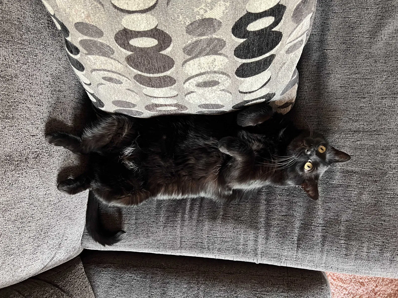 Lost cat in Royal Oak, MI, 48073